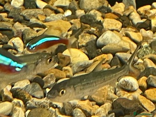 Other/Mixed Breed fish - Advert 9