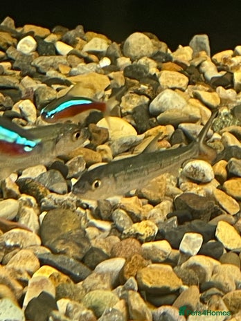 Other/Mixed Breed fish - Advert 11
