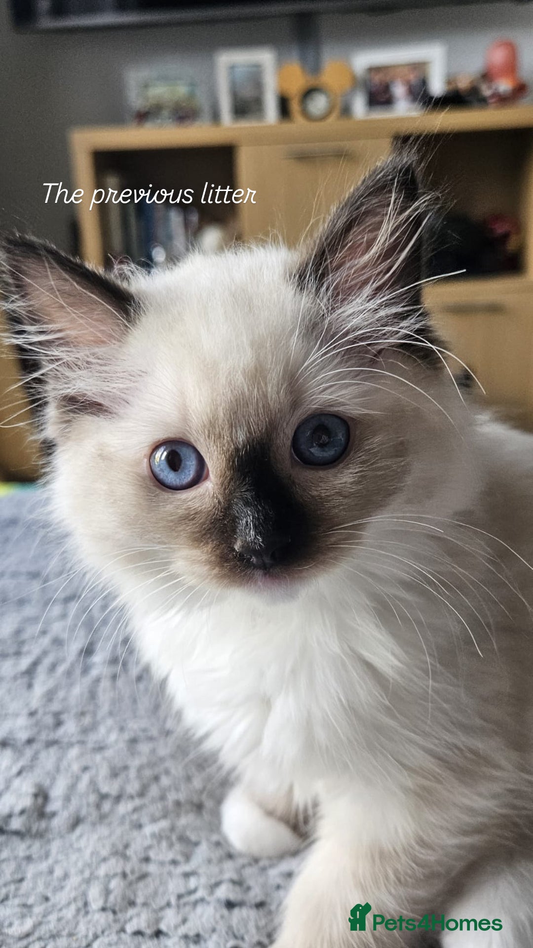 Ragdoll cats for sale: CHUNKY FLUFFY PEDIGREE RAGDOLL KITTENS - Advert 8