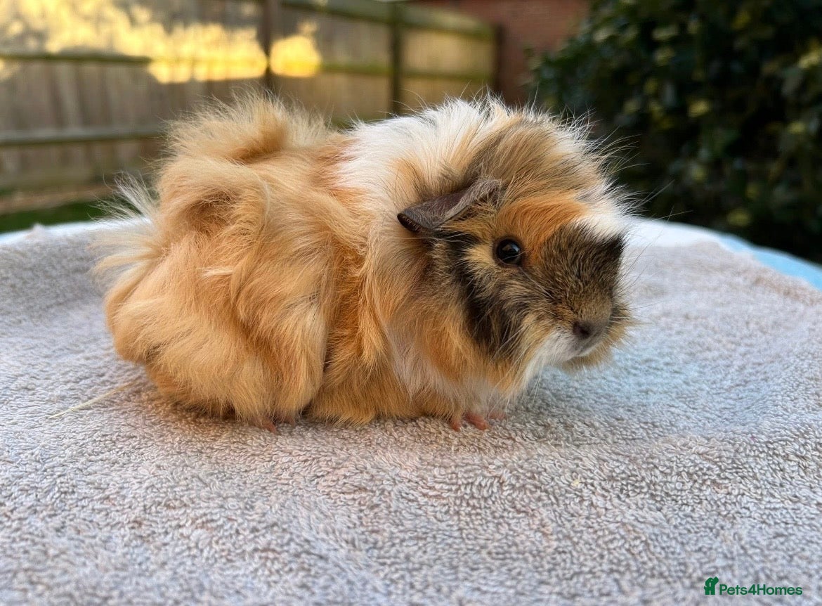 Guinea Pig rodents Gorgeous Female Guinea Pigs Available - Advert 2