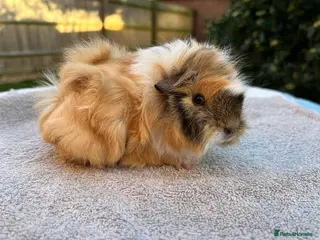 Guinea Pig rodents Gorgeous Female Guinea Pigs Available - Advert 3