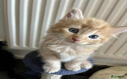 Mixed Breed cats for sale: Beautifull fluffy kittens  - Image 12