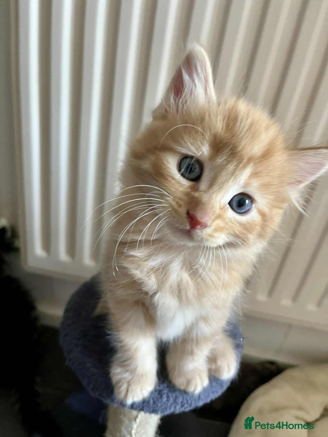 Mixed Breed cats for sale: Beautifull fluffy kittens  - Image 12