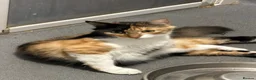 Norwegian Forest Cat cats for sale: Beautiful 12 week old kitten - Advert 2