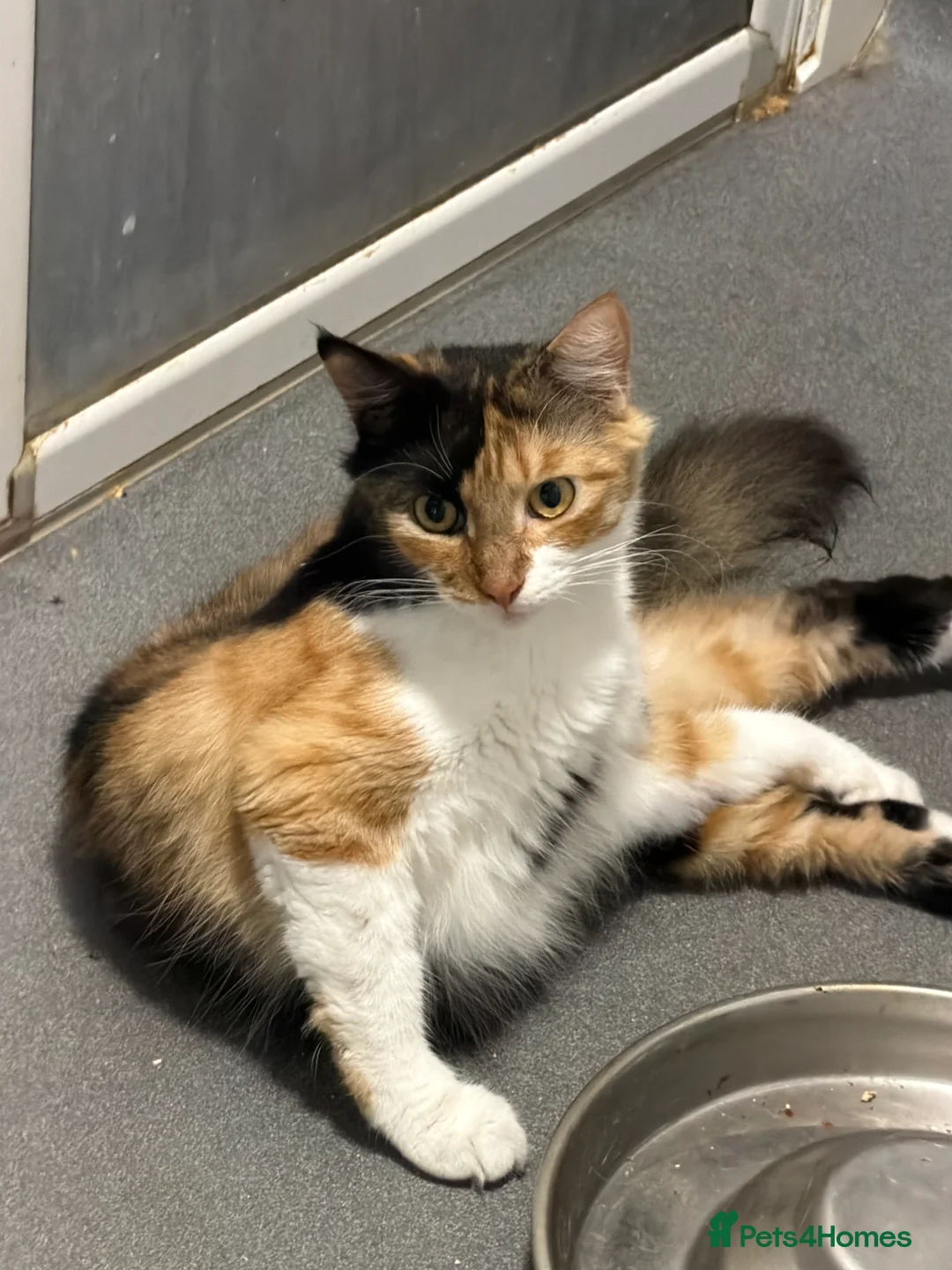 Norwegian Forest Cat cats for sale: Beautiful 12 week old kitten - Advert 2