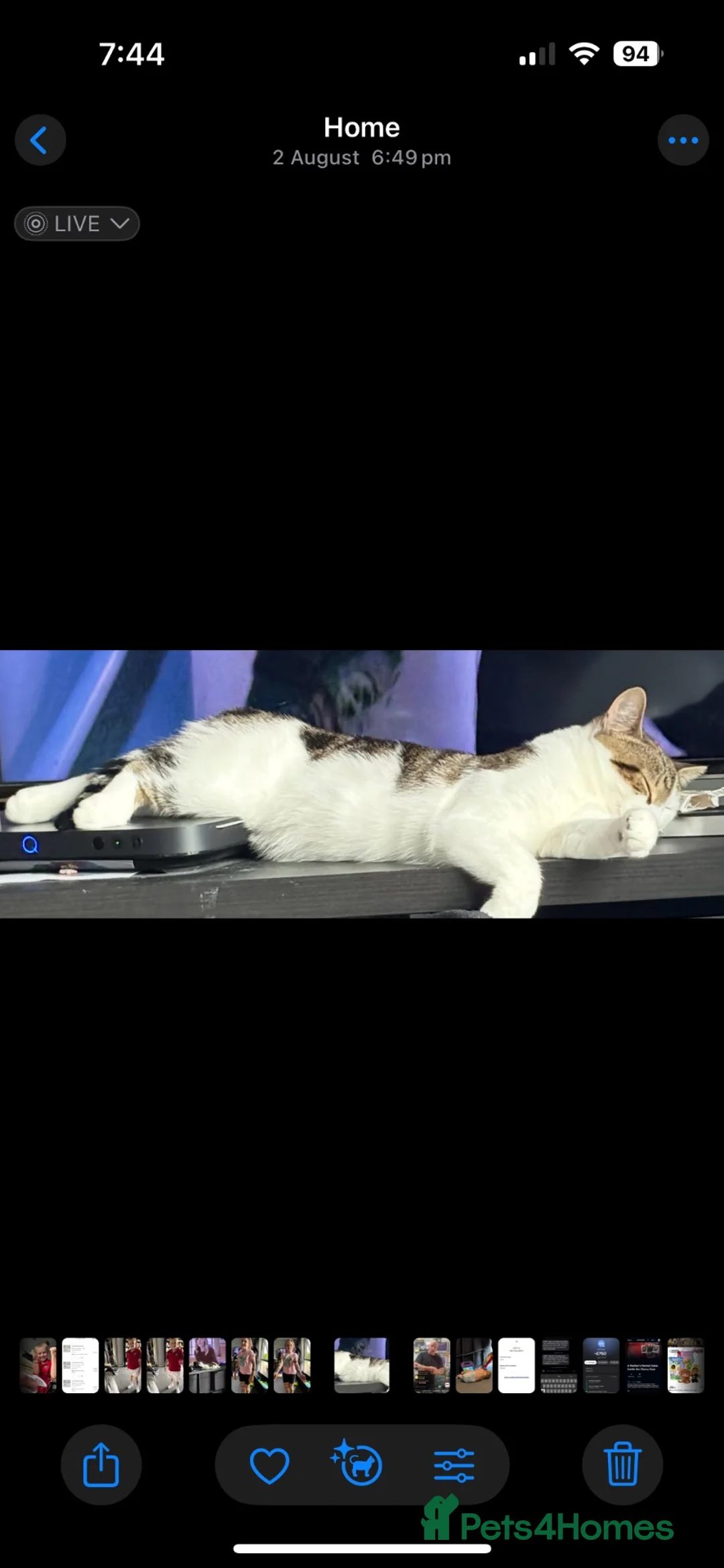 Mixed Breed cats for sale: Male tabby and white cat  - Advert 3