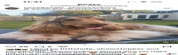 Cocker Spaniel dogs for sale: 🤎 KC show cockers 🤎 - Advert 7