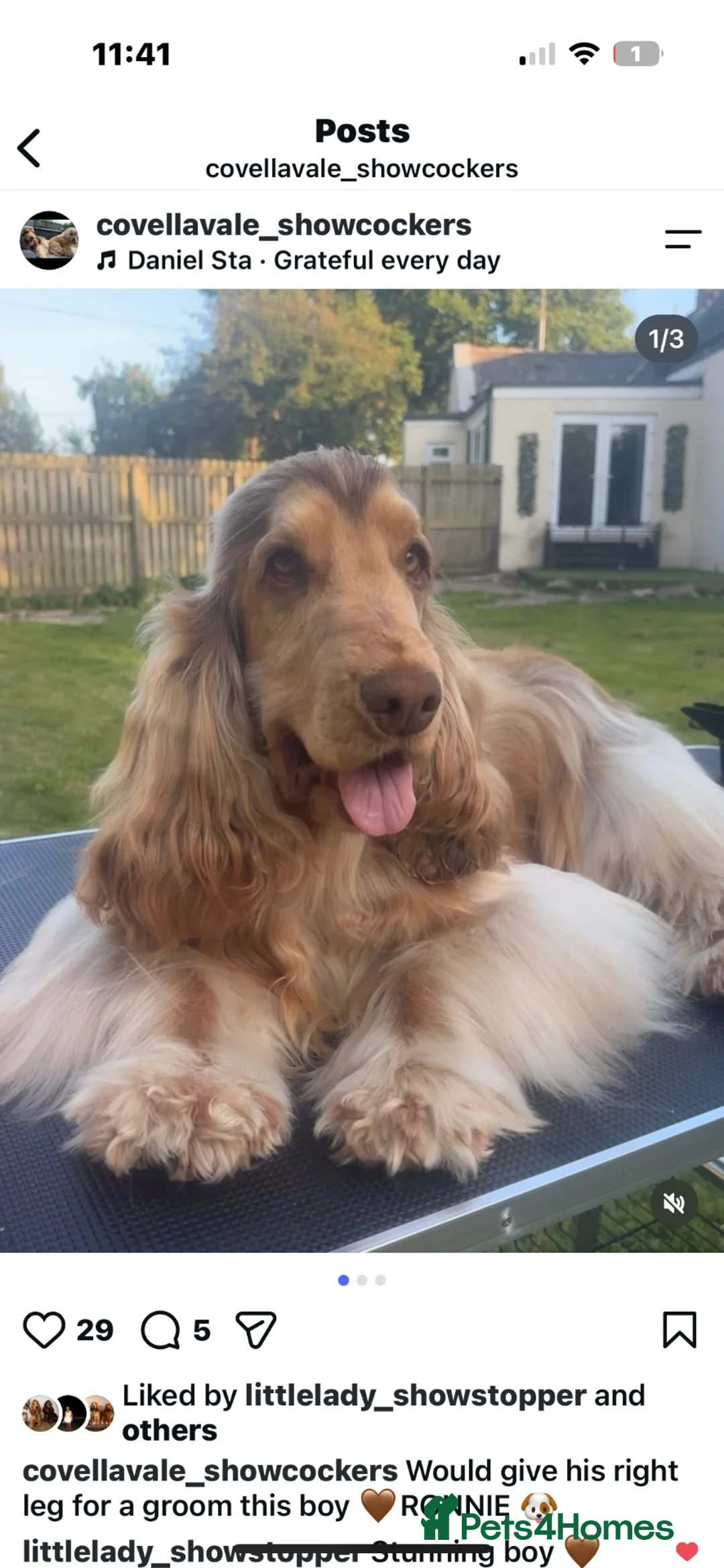 Cocker Spaniel dogs for sale: 🤎 KC show cockers 🤎 - Advert 7