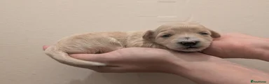 Maltipoo 4