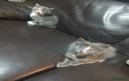 Russian Blue cats for sale: CALICO / RUSSIAN BLUE. - Image 3
