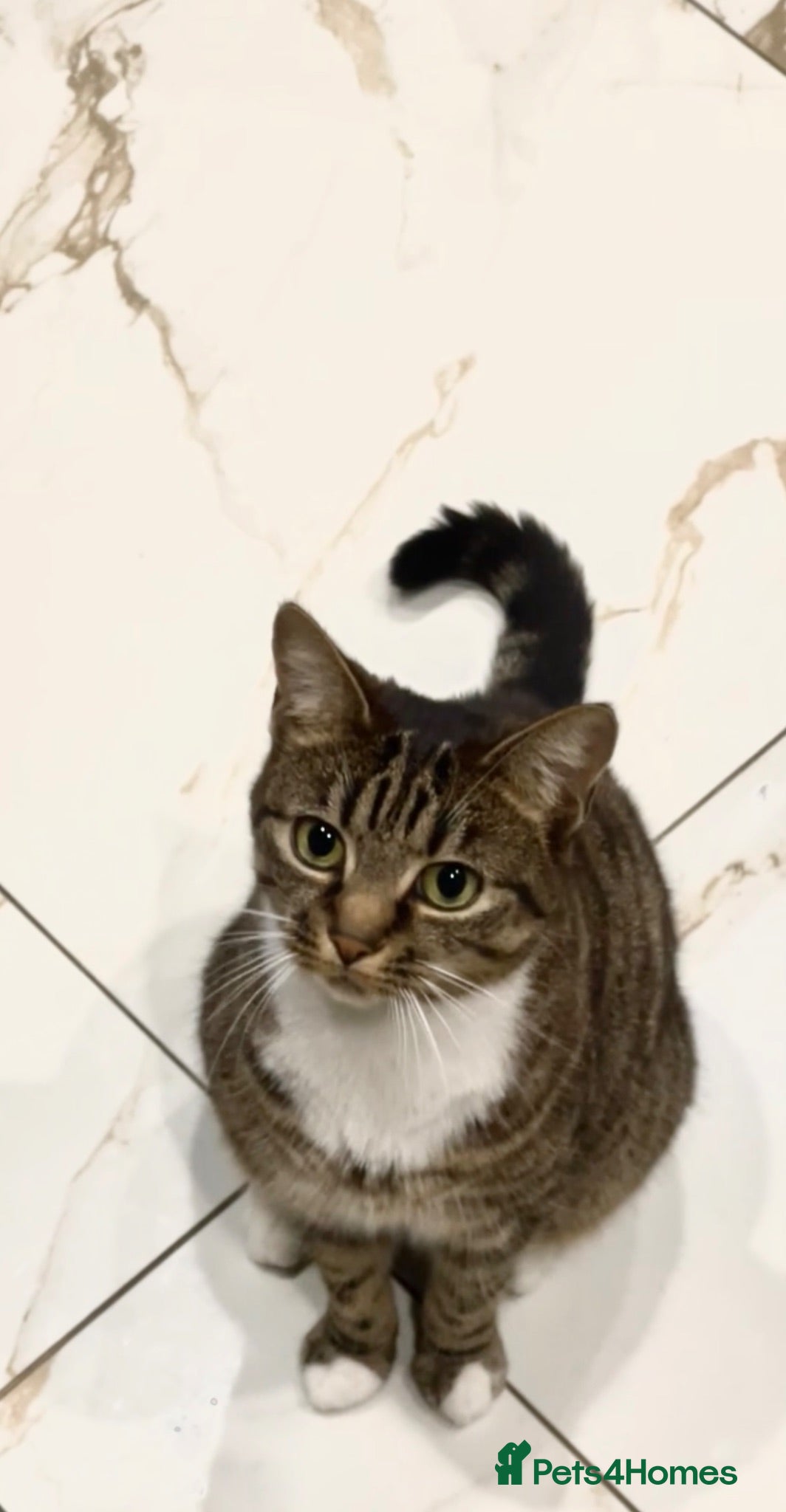 Domestic Shorthair cats Loving calm Tabby cat - Advert 4