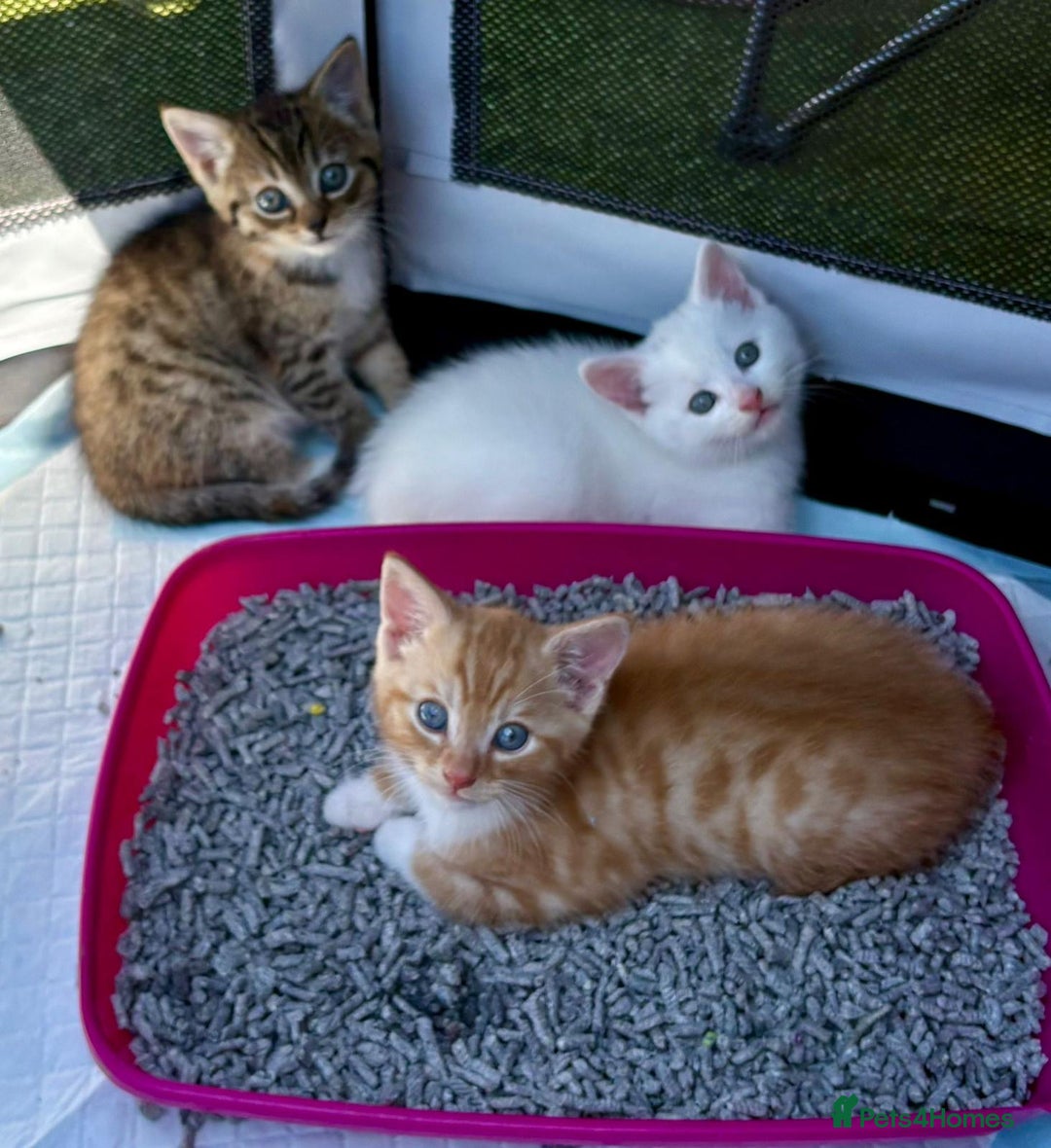 British Shorthair cats for sale: Adorable Kittens! - Image 7