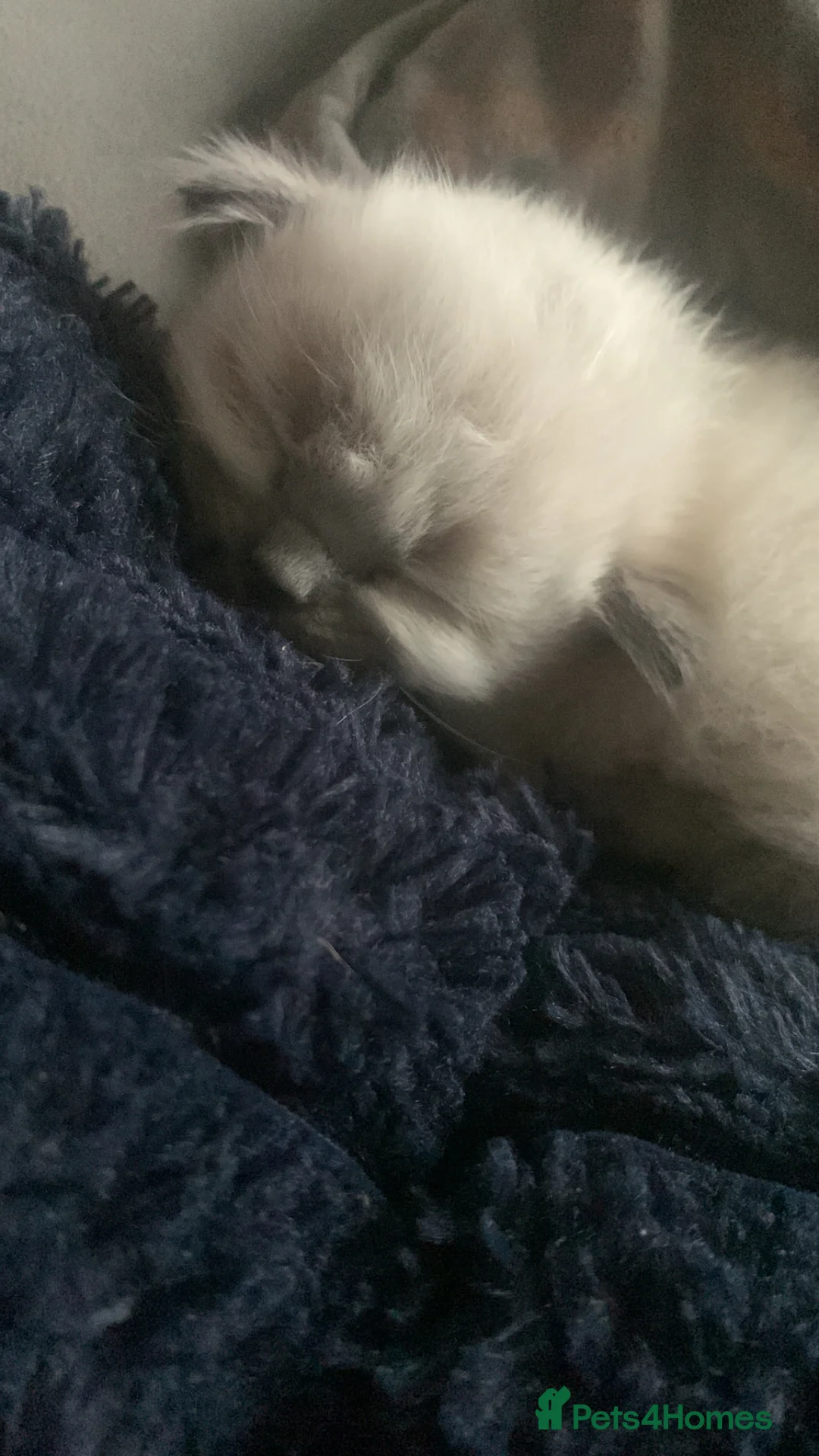 Ragdoll cats for sale: Rag doll/siemese - Advert 1