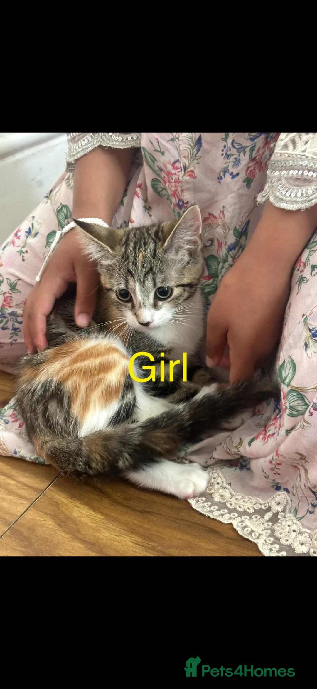 Mixed Breed cats for sale: Calico Kittens For Sale! (Ready to Leave) in Manchester - Advert 2