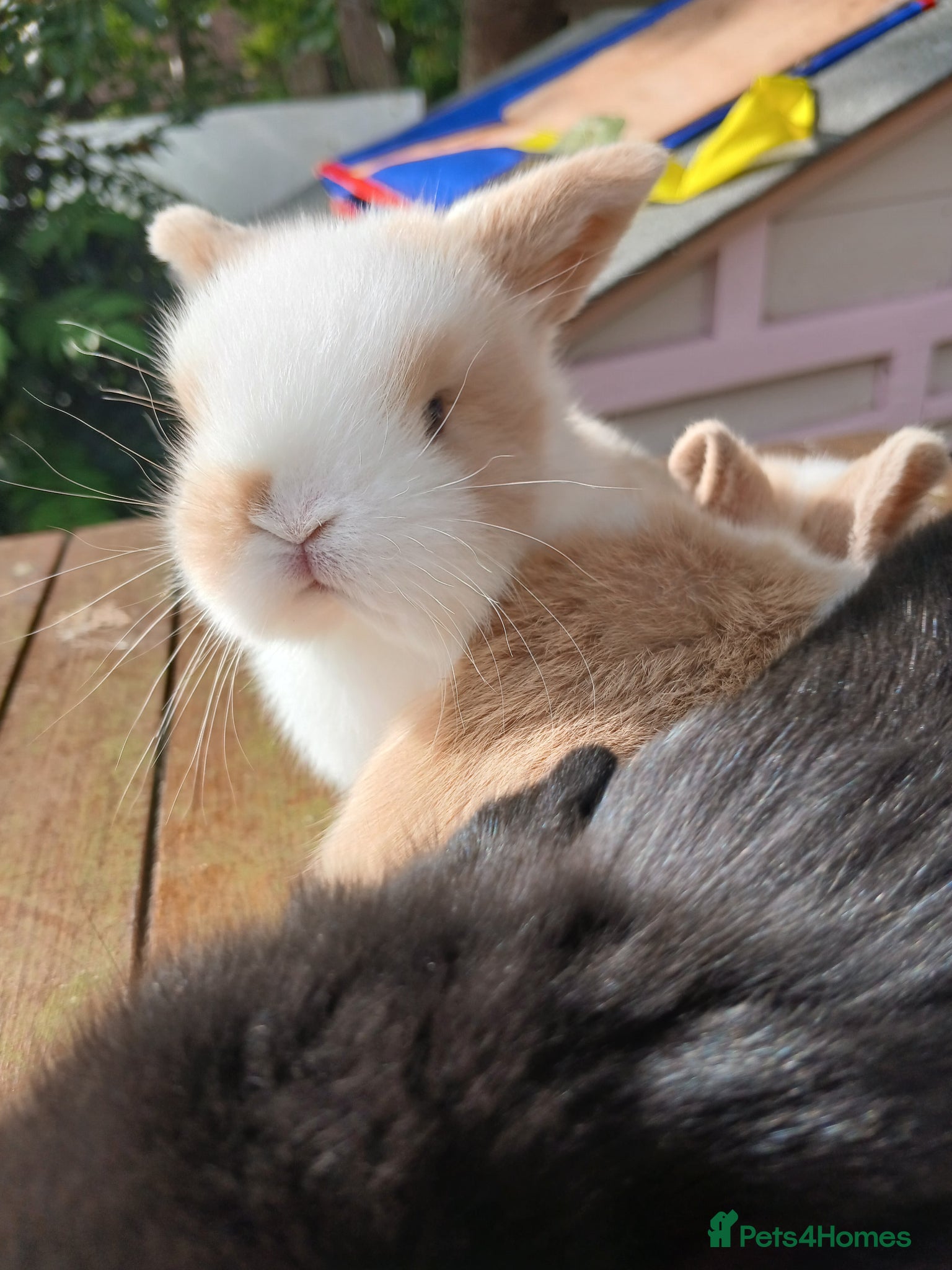 Mini Lop rabbits Beautiful mini lops  - Advert 13