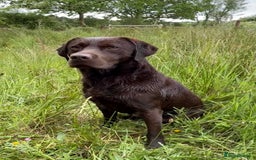 Labrador Retriever dogs for stud: WORKING CHOCOLATE LABRADOR STUD 0/0 HIPS & ELBOWS - Image 5