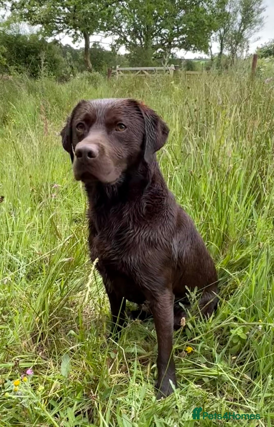 Labrador Retriever dogs for stud: WORKING CHOCOLATE LABRADOR STUD 0/0 HIPS & ELBOWS - Image 5