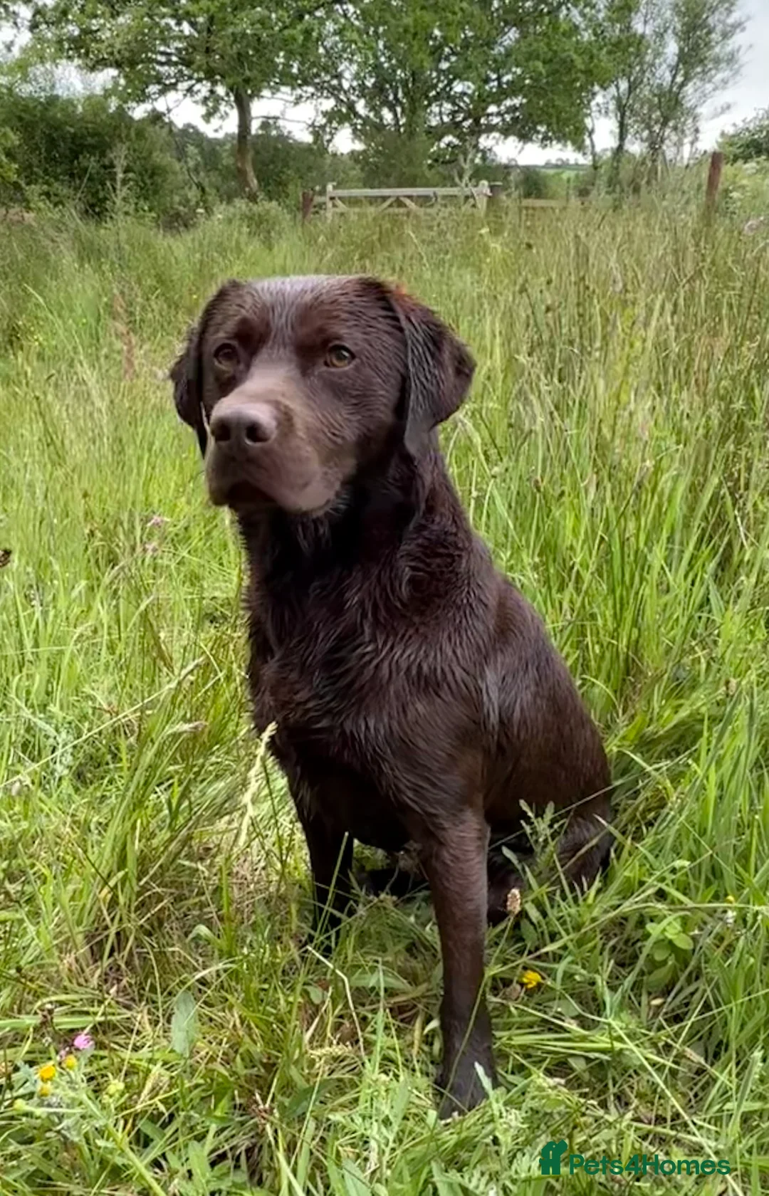 Labrador Retriever dogs for stud: WORKING CHOCOLATE LABRADOR STUD 0/0 HIPS & ELBOWS - Advert 5