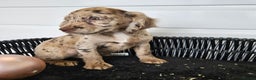 Cocker Spaniel dogs for sale: Working type rare marking cocker spaniels - Advert 27