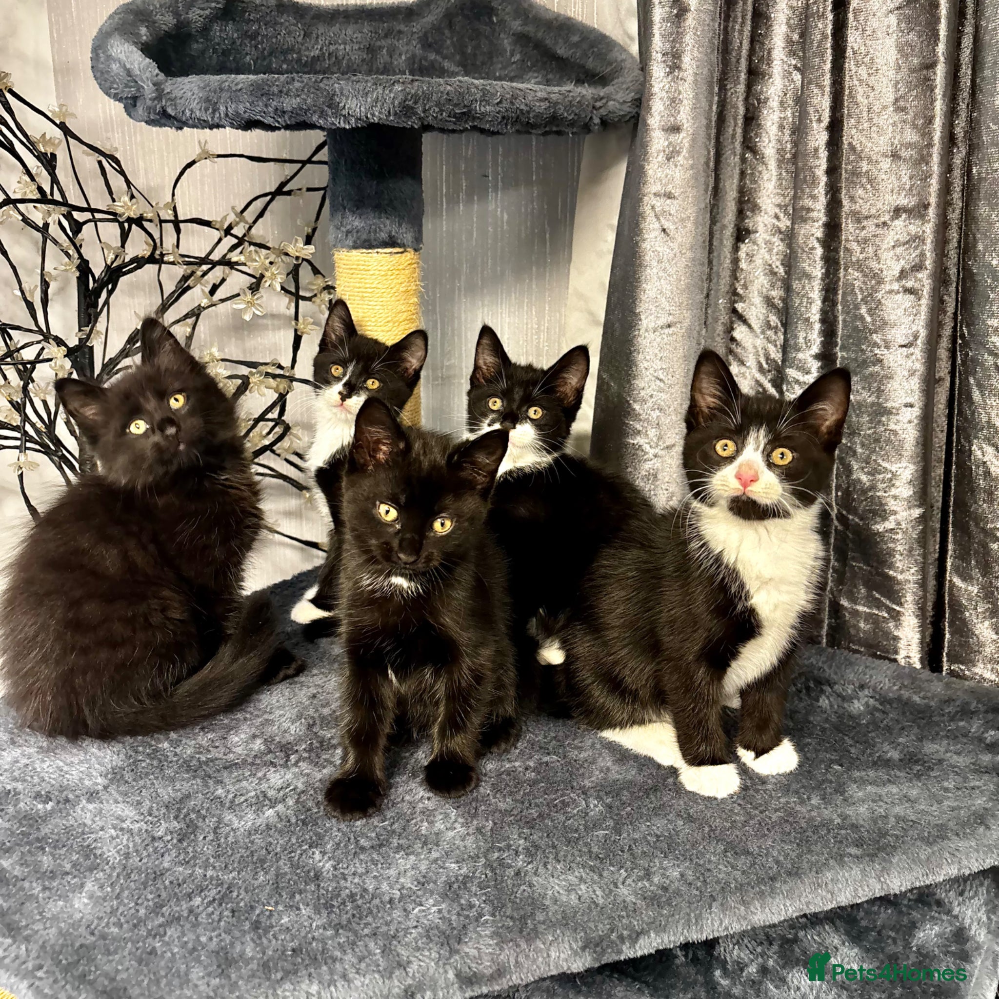 Mixed Breed cats Beautiful Fluffy Kittens Ready For Loving Homes 🐾 - Advert 1
