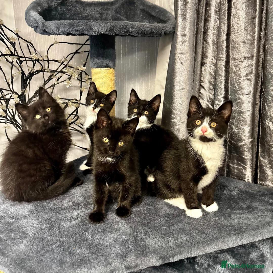 Mixed Breed cats for sale: Beautiful Fluffy Kittens Ready For Loving Homes 🐾 - Advert 1