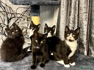 Mixed Breed cats Beautiful Fluffy Kittens Ready For Loving Homes 🐾 - Advert 1