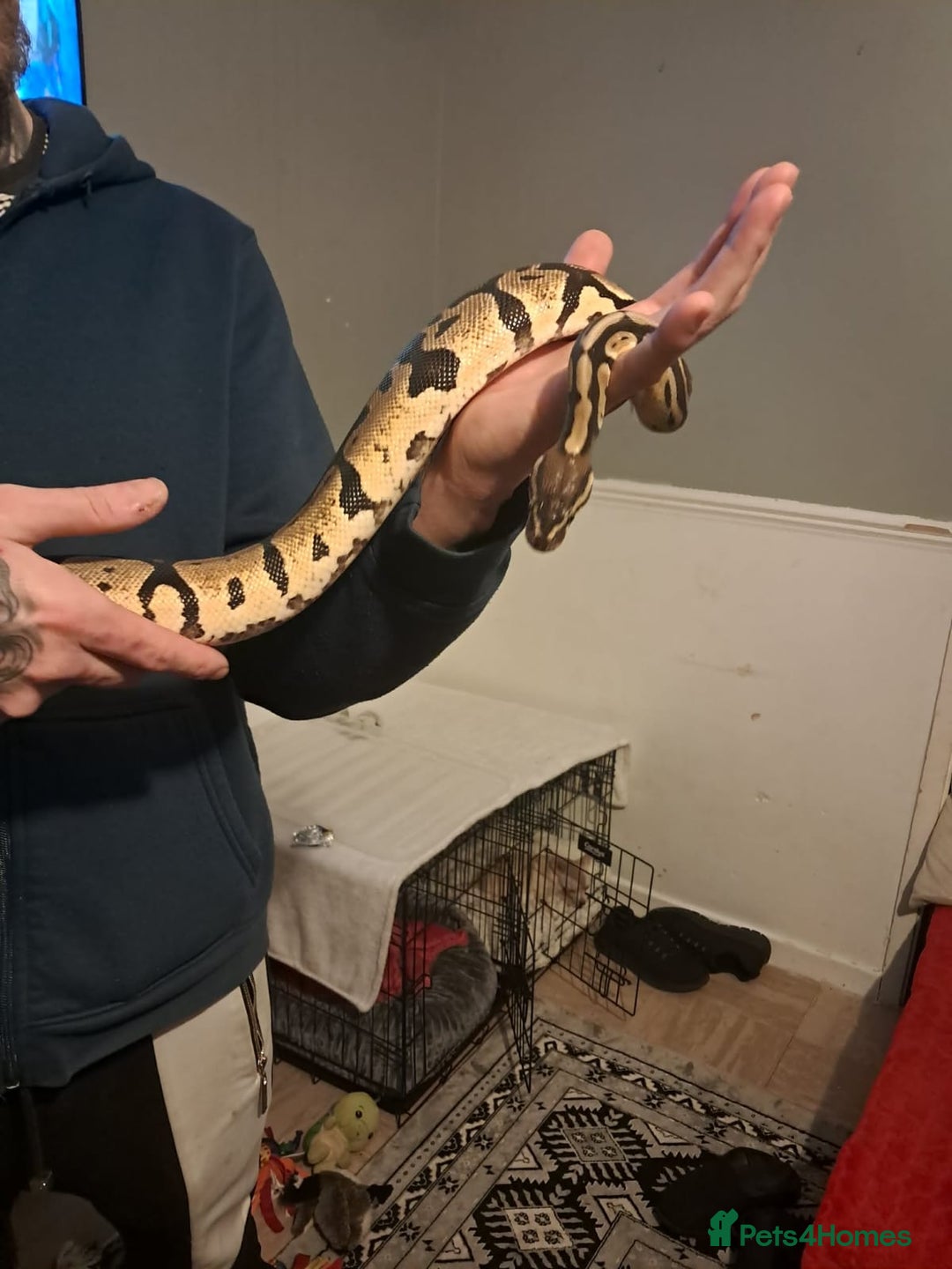 Python Snake reptiles for sale: Royal python  - Advert 1