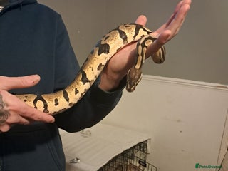 Python Snake reptiles Royal python - Advert 4