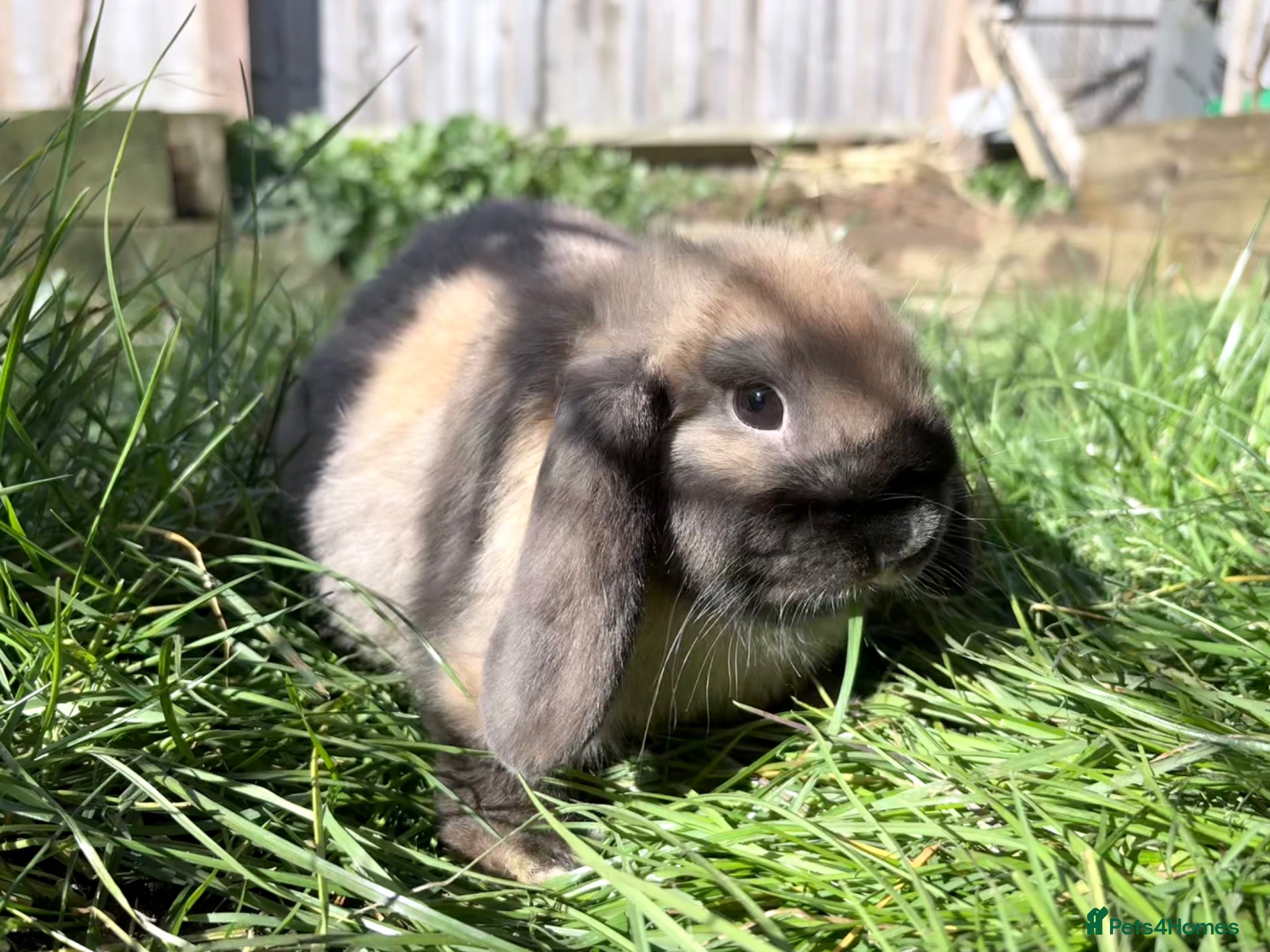 Mini Lop rabbits Beautiful mini lop baby boy - Advert 12