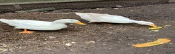 Ducks poultry for sale: Pair of peking ducks for sale  - Advert 2