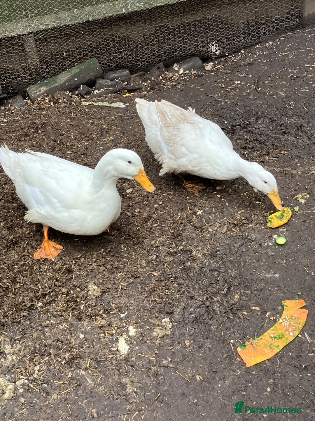 Ducks poultry for sale: Pair of peking ducks for sale  - Advert 2
