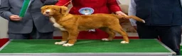 Nova Scotia Duck Tolling Retriever dogs for sale: Fantastic KC Reg Nova Scotia pups  - Advert 3