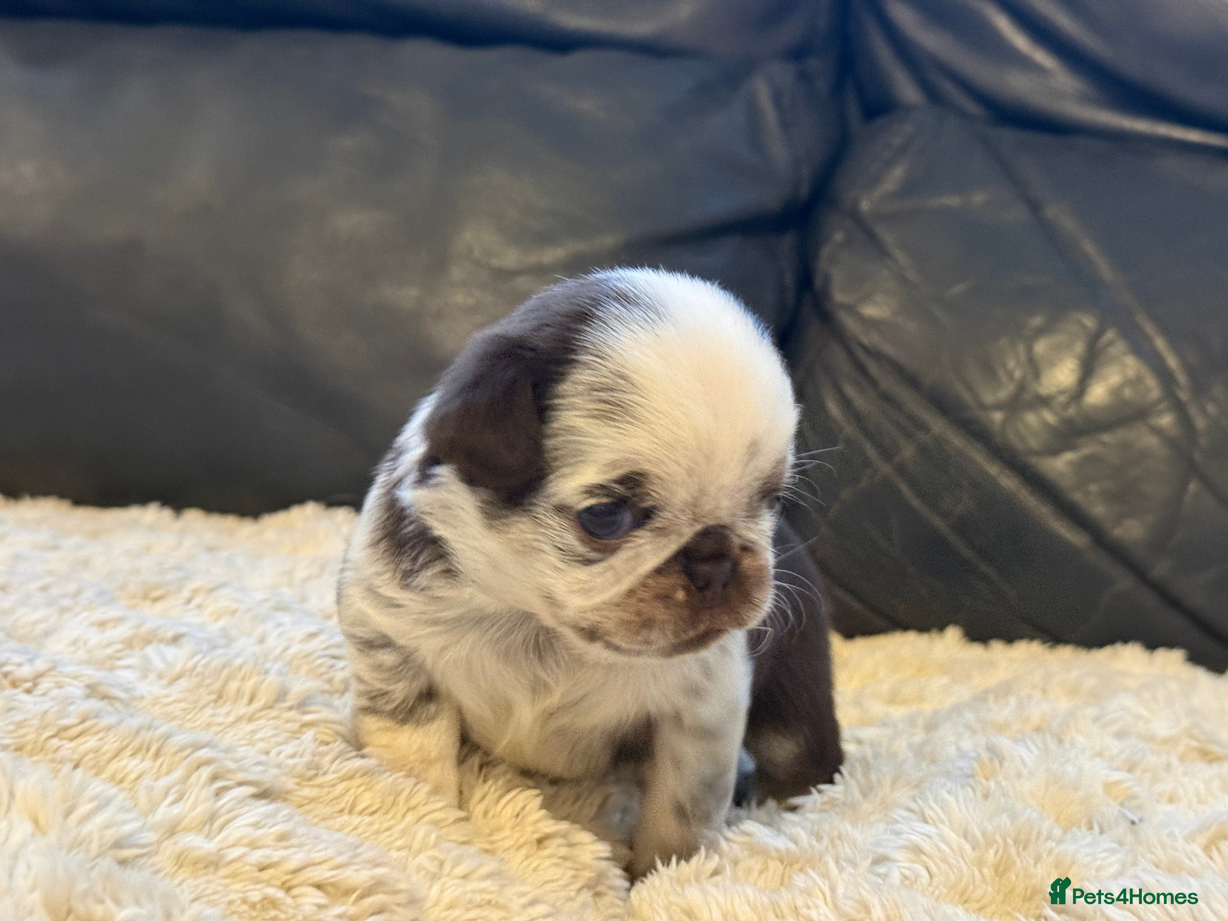 Pug dogs Kc lilac and choc pugs - 5 star licenced breeder - Advert 2