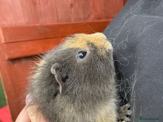 Guinea Pig rodents - Advert 8