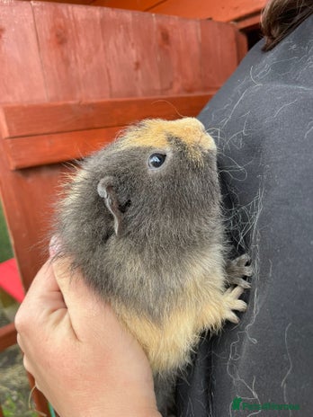Guinea Pig rodents - Advert 1