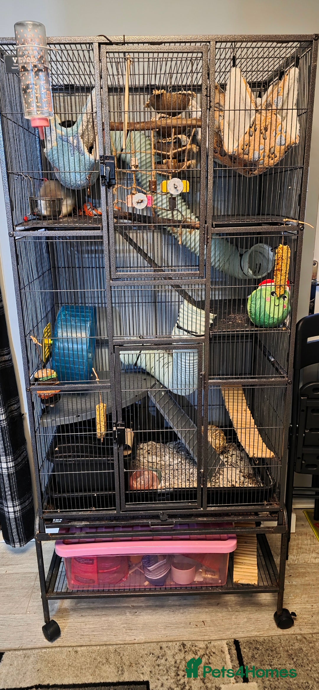 Rat rodents for sale: Four 1 year old female rats with cage+ extras - Advert 1