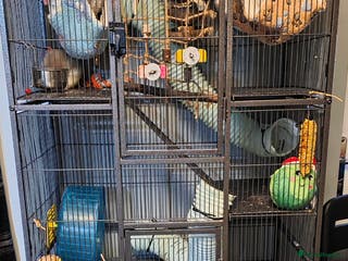 Rat rodents Four 1 year old female rats with cage+ extras - Advert 17