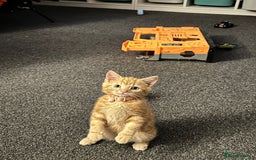 Mixed Breed cats for sale: 11 Week Old Pure Ginger Tabby Kitten Female - Image 3