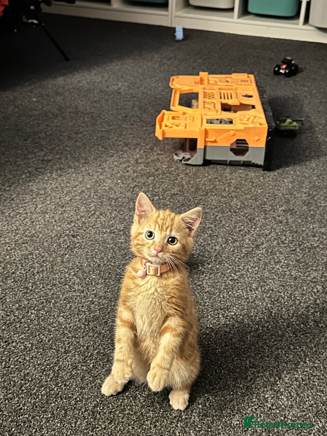 Mixed Breed cats for sale: 11 Week Old Pure Ginger Tabby Kitten Female - Image 3