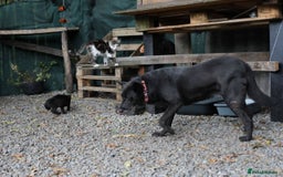 Mixed Breed dogs for adoption: 💖🐶 MARY 🐶💖 - Advert 11