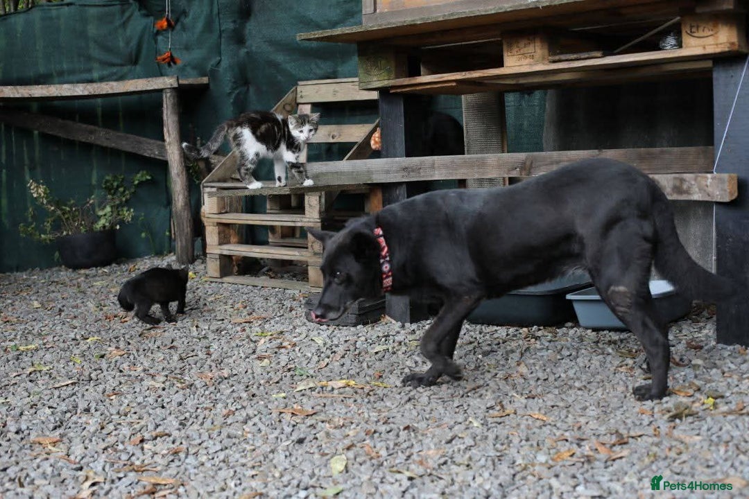 Mixed Breed dogs for adoption: 💖🐶 MARY 🐶💖 - Advert 11