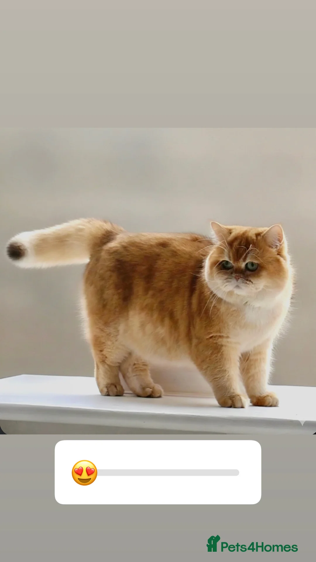 British Shorthair cats for sale: ✨Golden British shorthair babies ,ready in April ✨ in Upminster - Advert 3