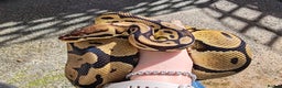 Snake reptiles for sale: 7 ball pythons inc rack - Advert 4