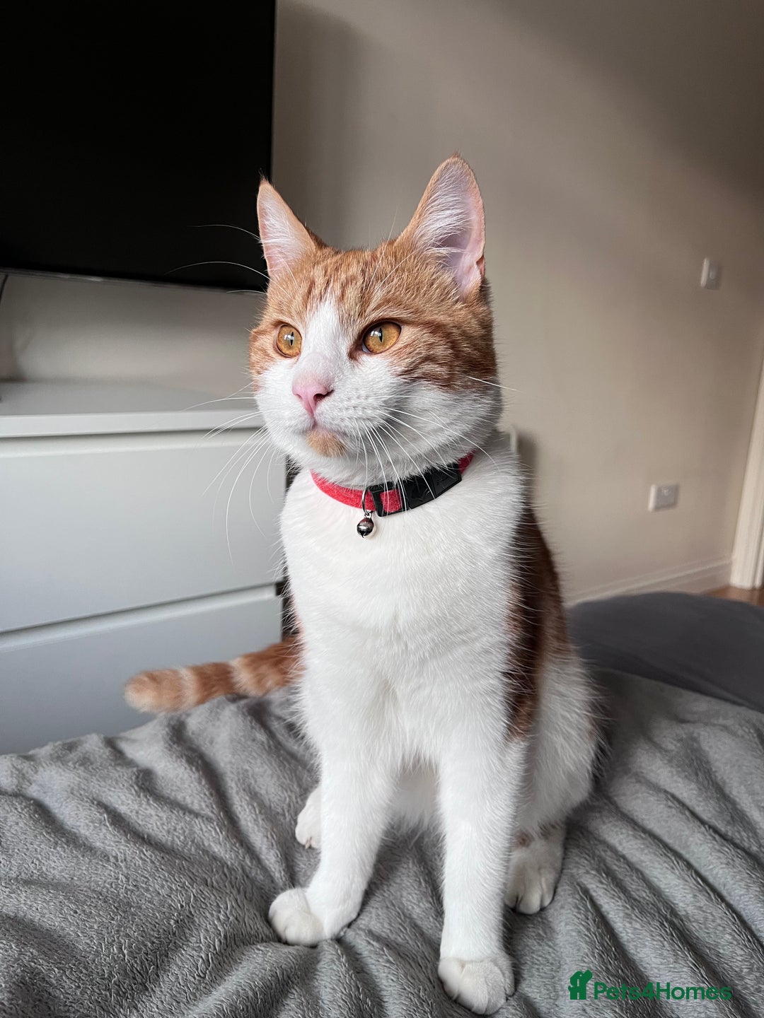 Domestic Shorthair cats for sale: Gorgeous Male Domestic Shorthair Tabby - Image 2
