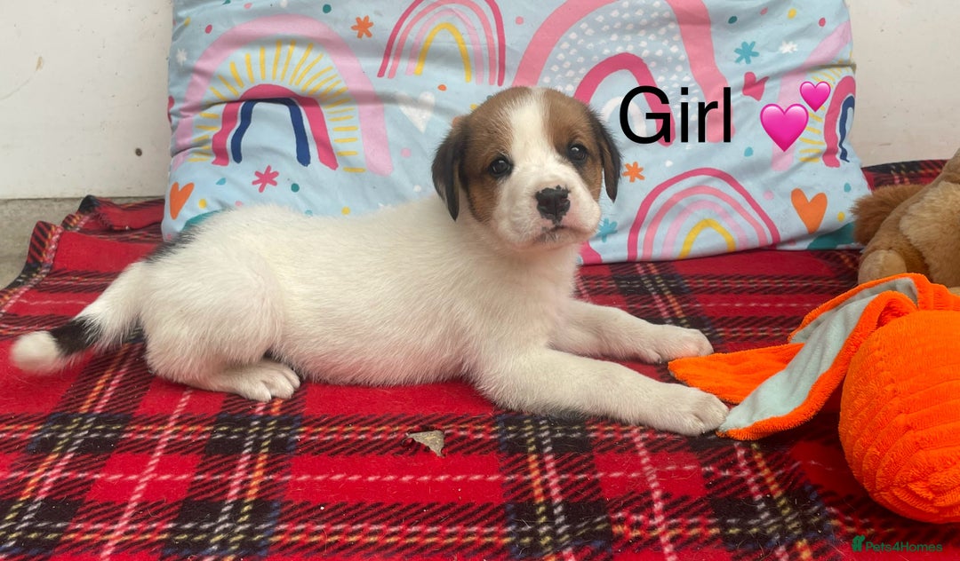 Rottweiler dogs for sale: Gorgeous Sovereign Puppies - Image 8