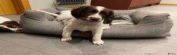 English Springer Spaniel dogs for sale: KC Registered English Springer Spaniel Female Pups - Advert 13