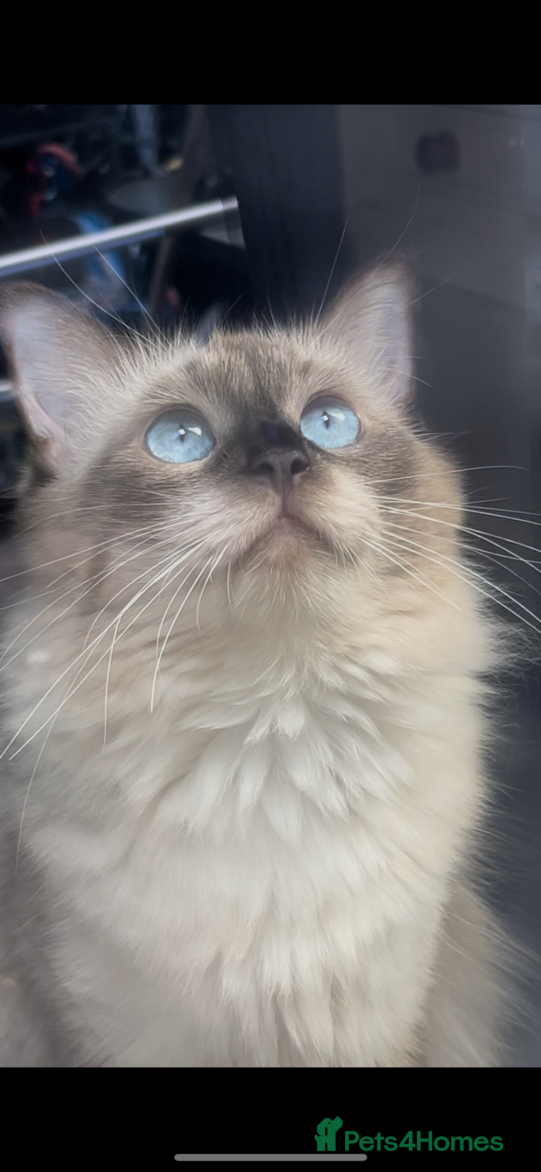 Ragdoll cats for sale: Ragdoll kittens can hold for Christmas 🎅🏼  - Image 8