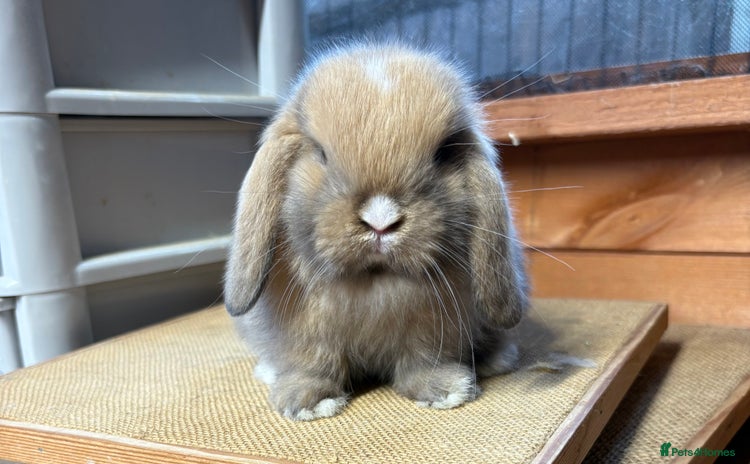 Mini Lop rabbits - Advert 12