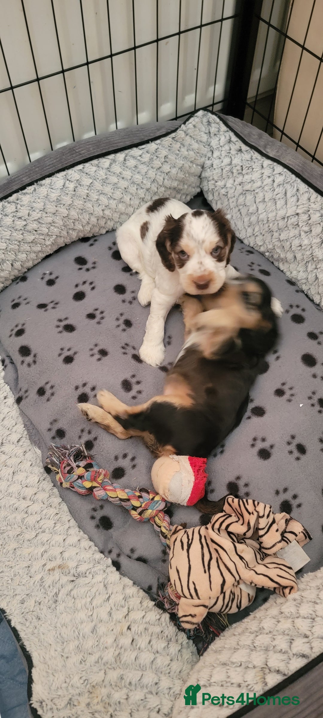 Cocker Spaniel dogs for sale: Blue Roan Tan-Sable Cocker Spaniel– KC bloodline - Image 26