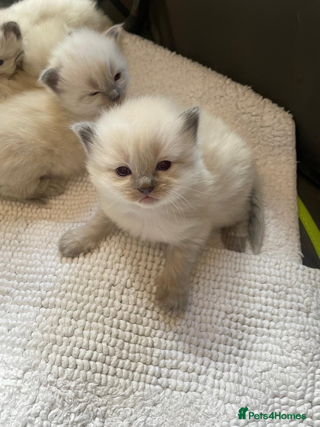 Ragdoll cats for sale: 3 Left! Gorgous blue point girls available🐾 - Image 9